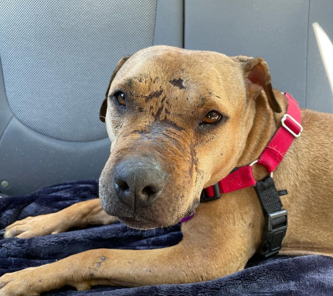 Pit Bull laying down