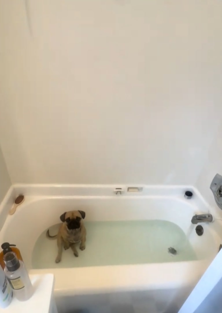 Pit bull in the bathtub