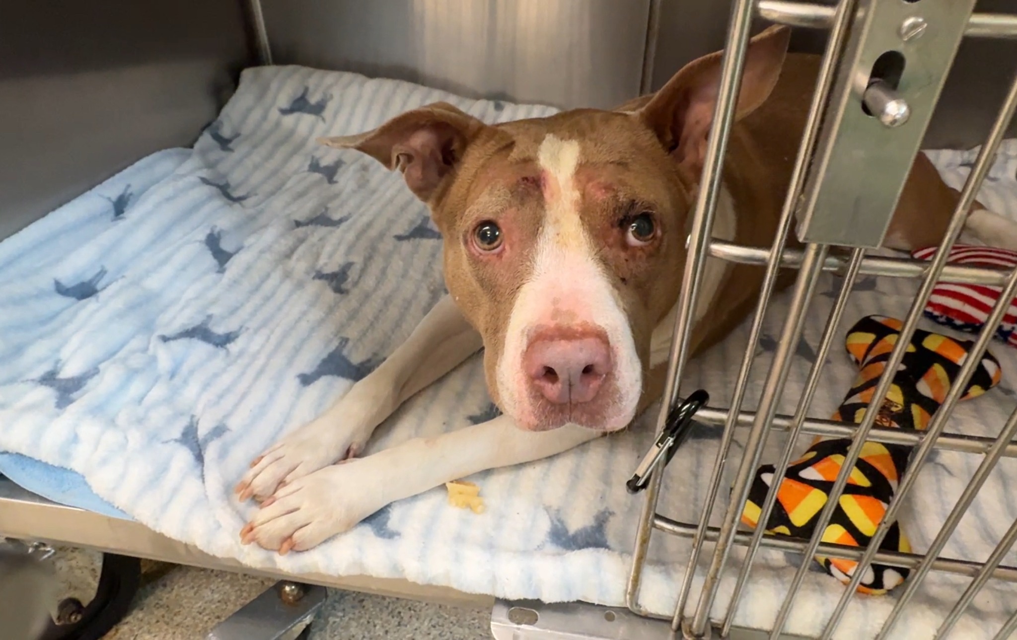 Pit bull lying on the bed