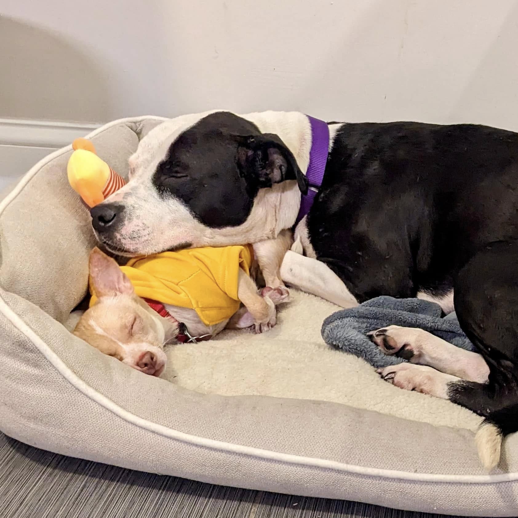 Pit bull resting his head on a small puppy and sleeping