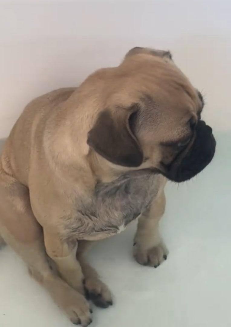 Pit bull sitting in the water in the bathtub