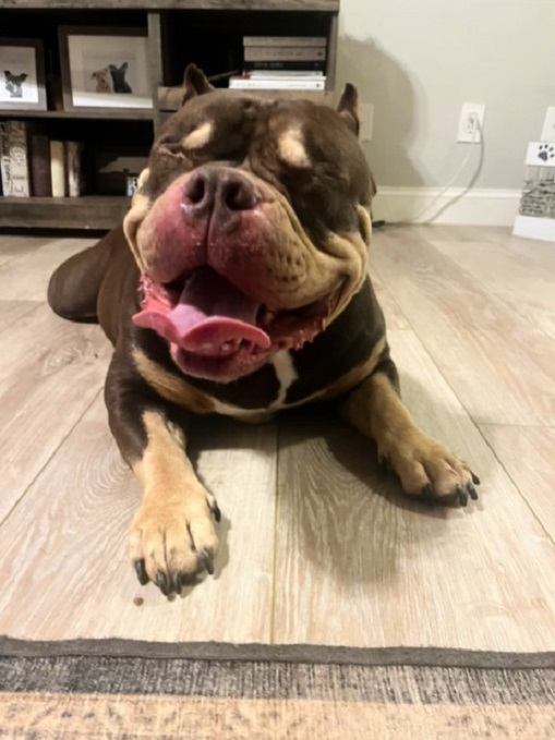 Pitbull lying on the laminate and laughing