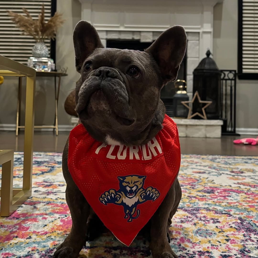 Pitbull with clothes on