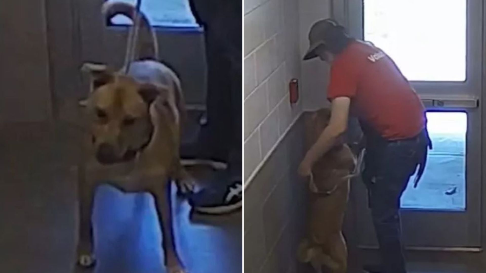 Pup’s Excitement Sparks Chaos In Georgia Shelter When He Accidentally Hits The Alarm