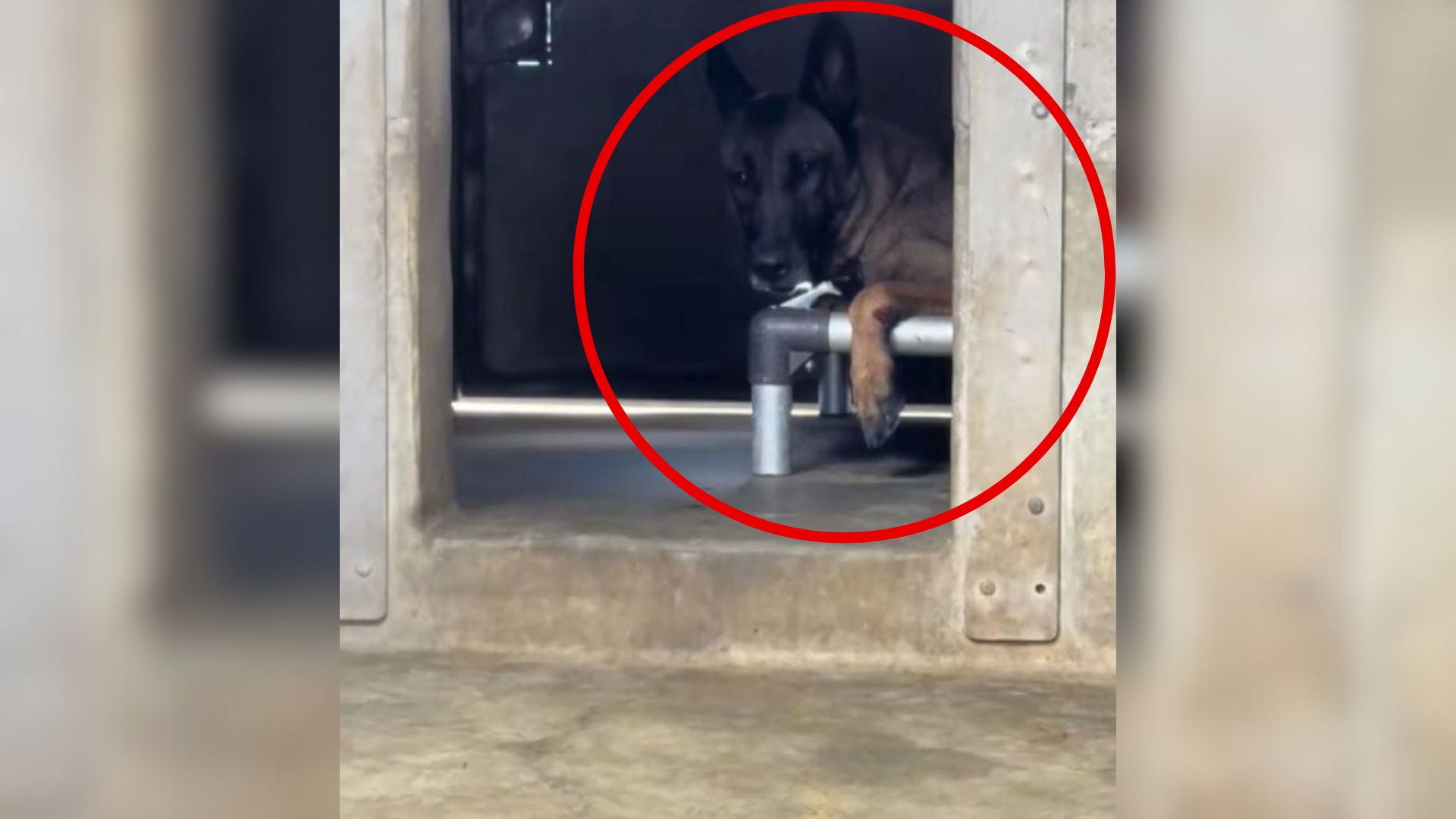 Rescuer Uncovers The Heartbreaking Truth Behind A Shelter Dog’s Injured Paws In California