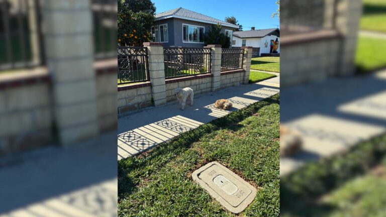 abandoned dogs