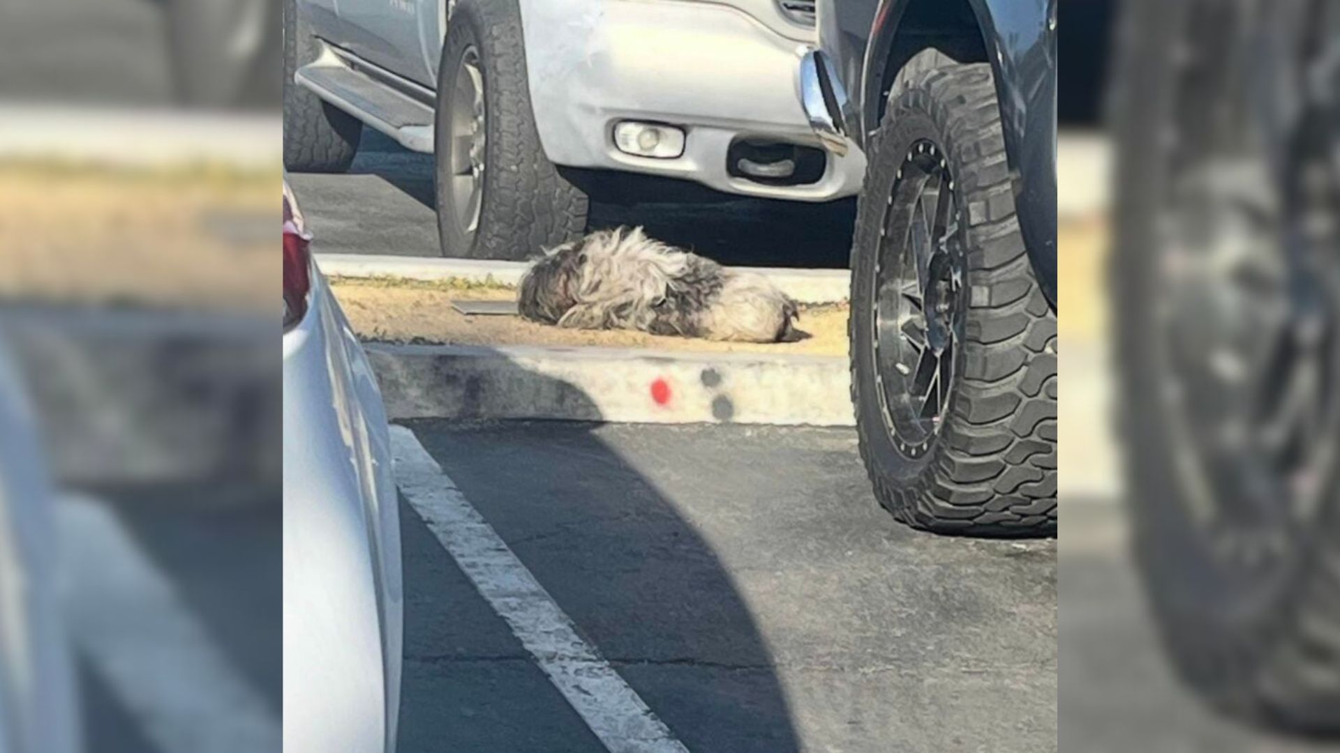 animal laying near cars
