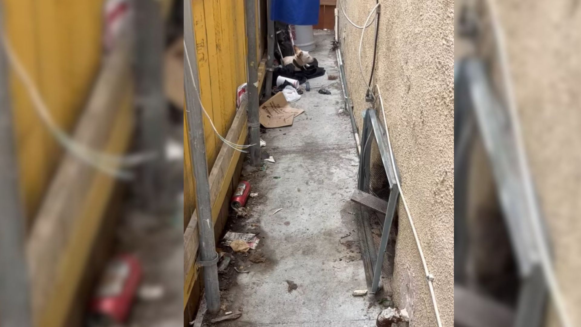 Scared Pup Waits In Desperation For A Week Alone In An Empty California Home