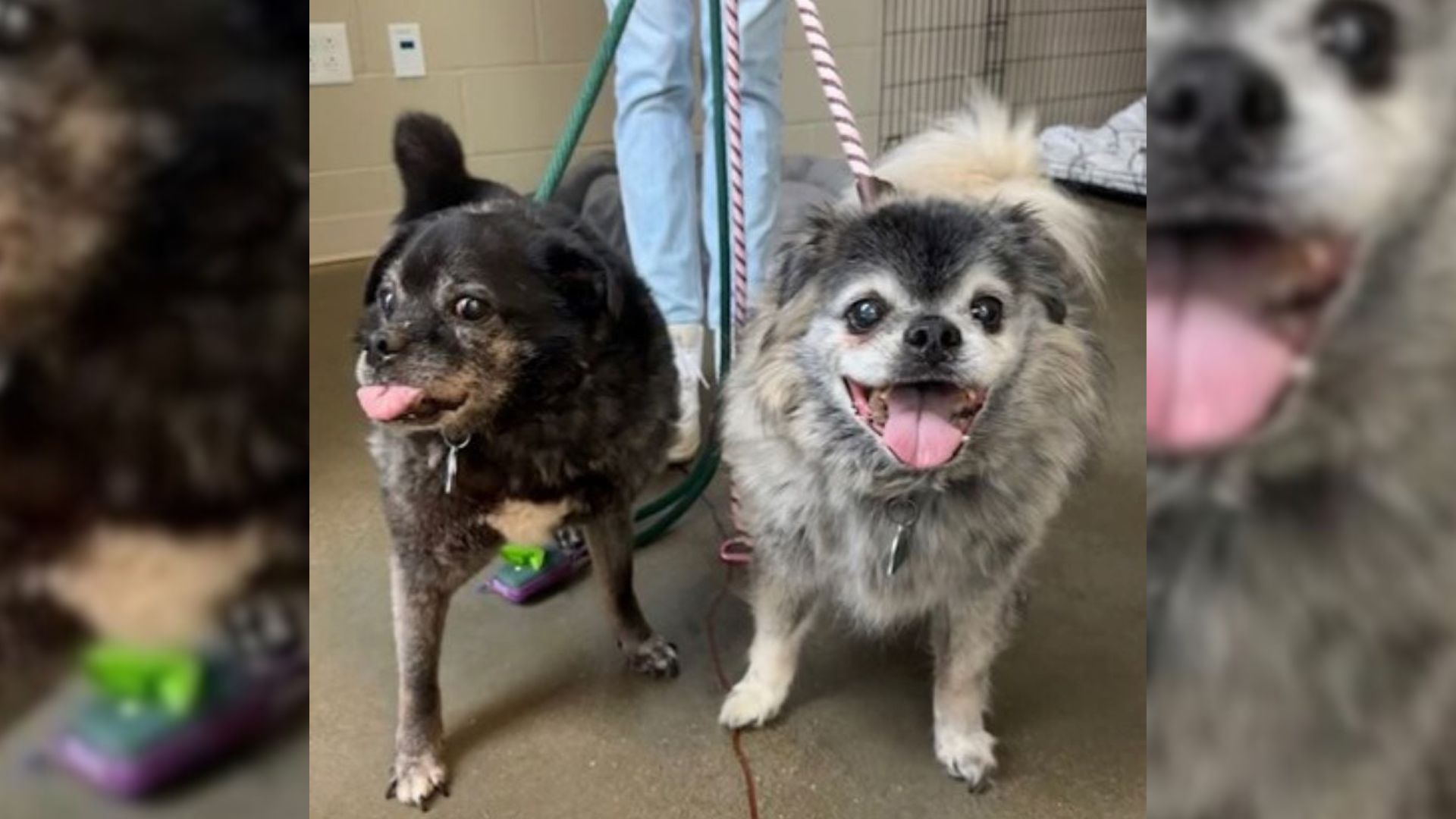 Senior Indiana Dogs Left After Twelve Years Get A Resolution That No One Saw Coming