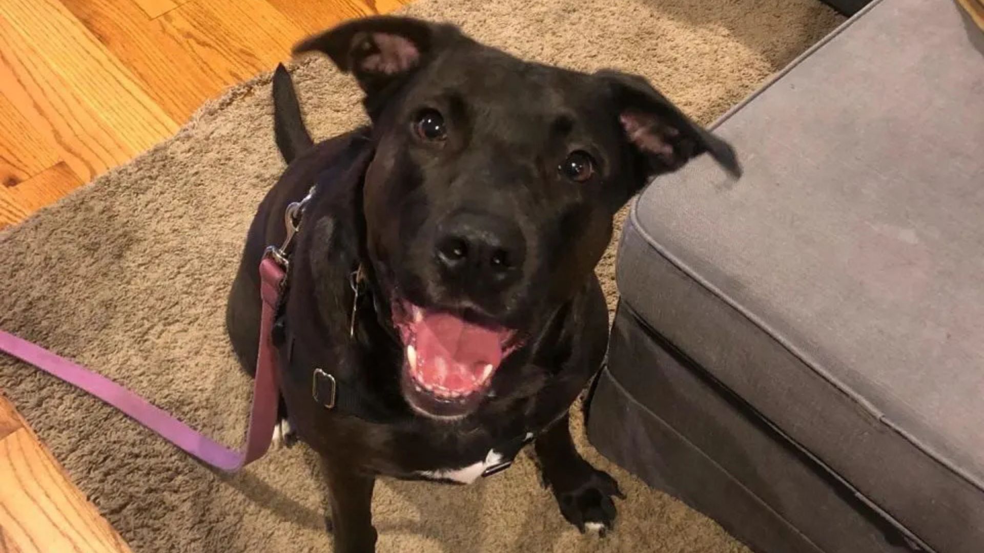 A Tennessee Mother’s Emotional Reunion With Puppies Leaves Everyone In Tears