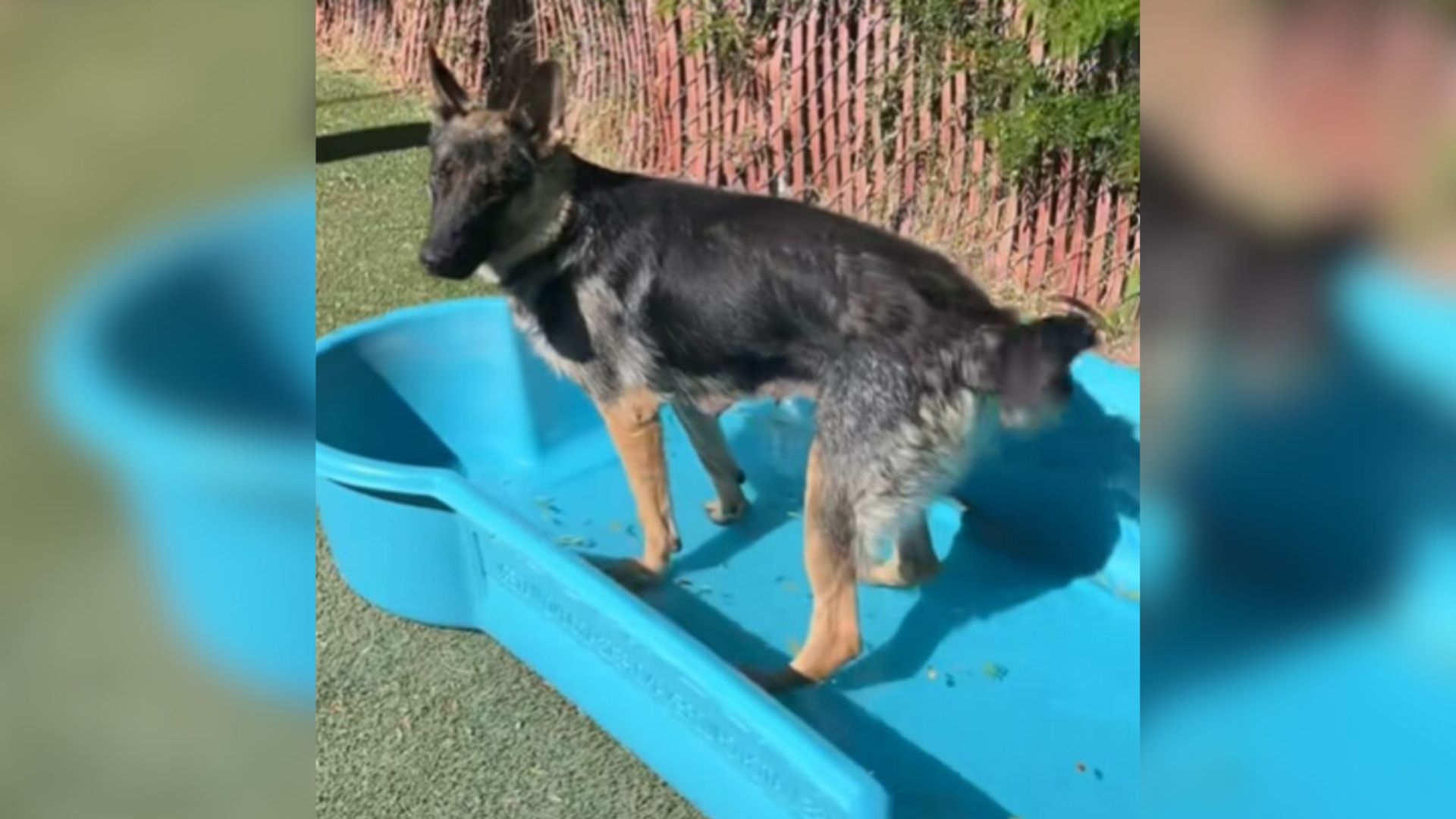 Shelter Dog’s Final Outing In California Ends With A Twist No One Expected