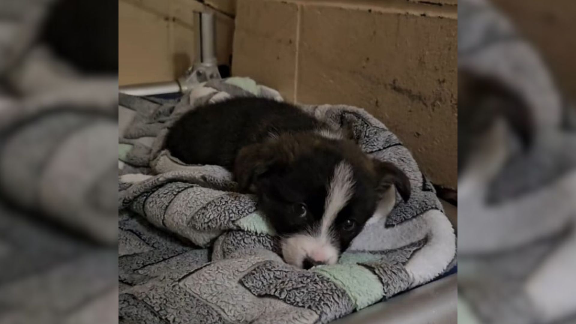 Shelter Pup In Missouri Is Left Behind After His Family Is Adopted