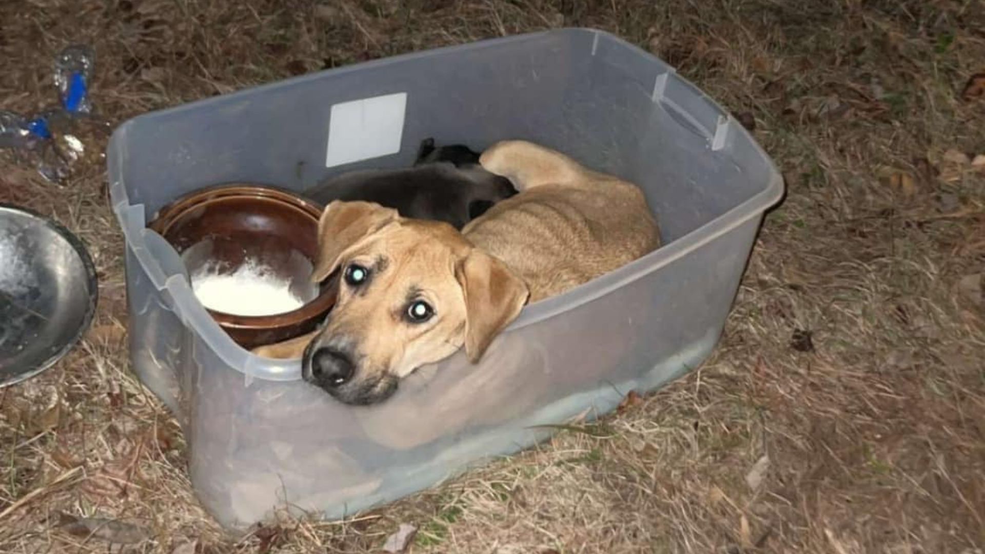 dog in plastic bin