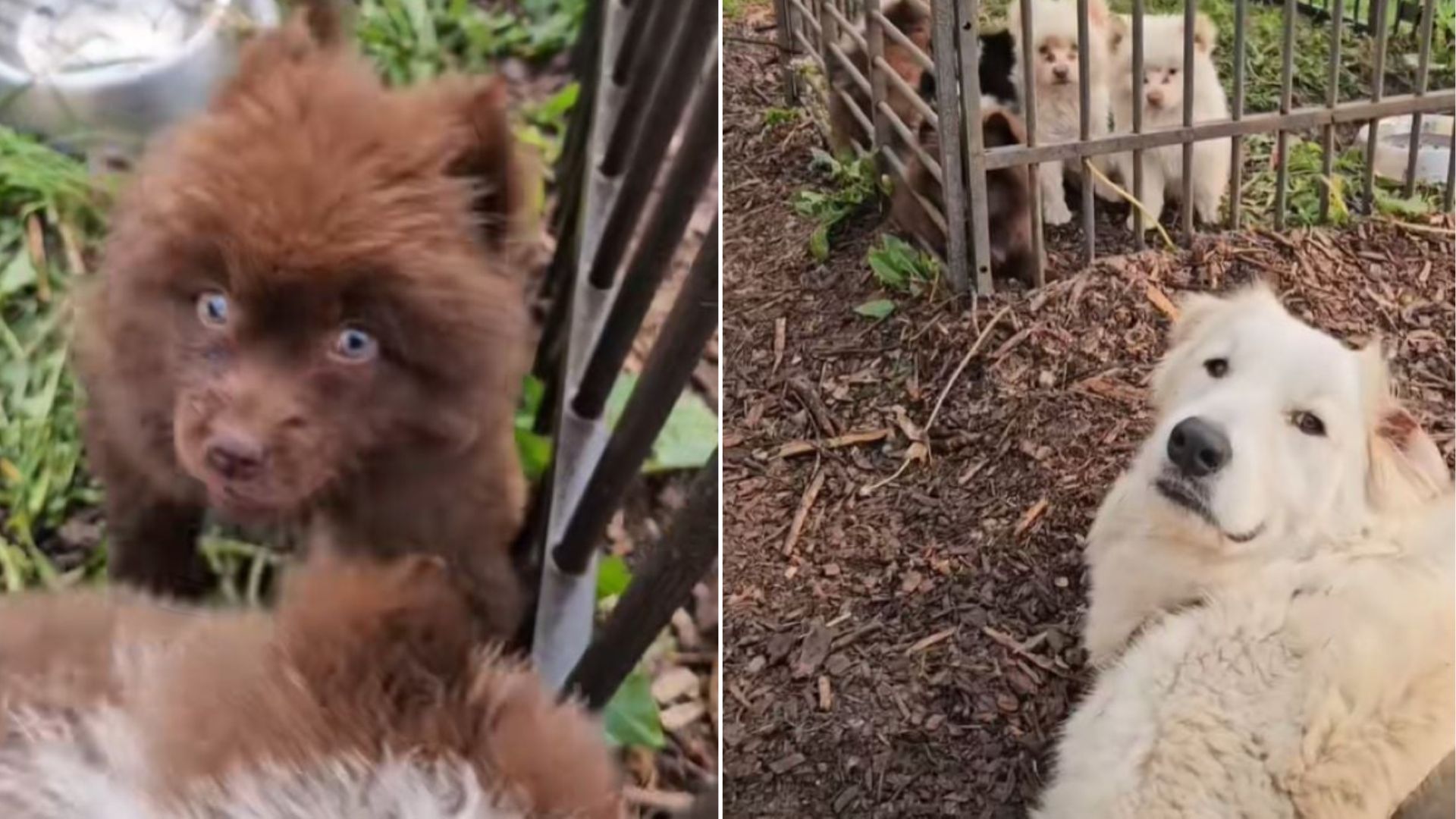 Special Needs Puppies Rescued In Minnesota Are Now On The Path To A Brighter Future