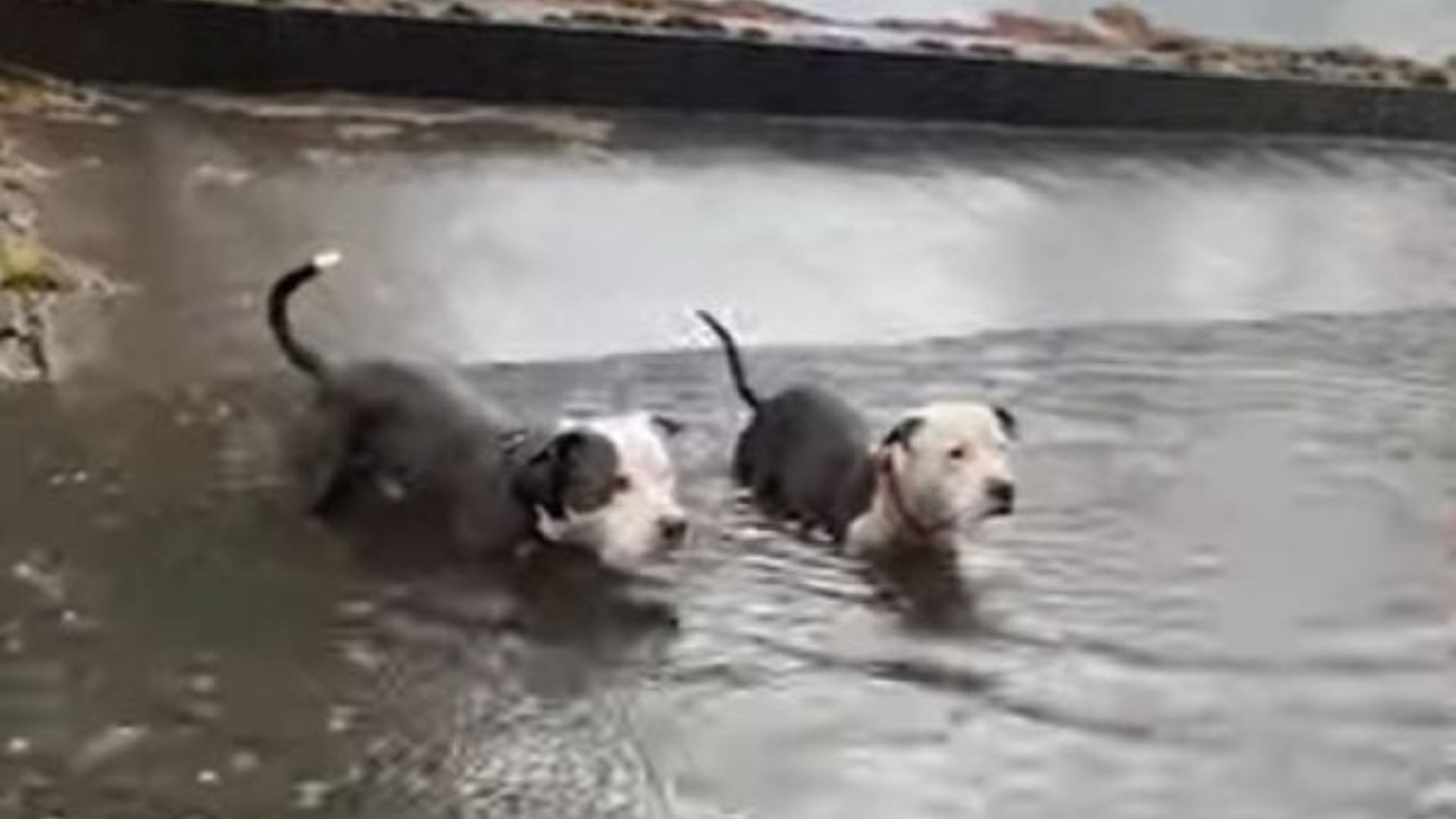 stranded Pit Bulls