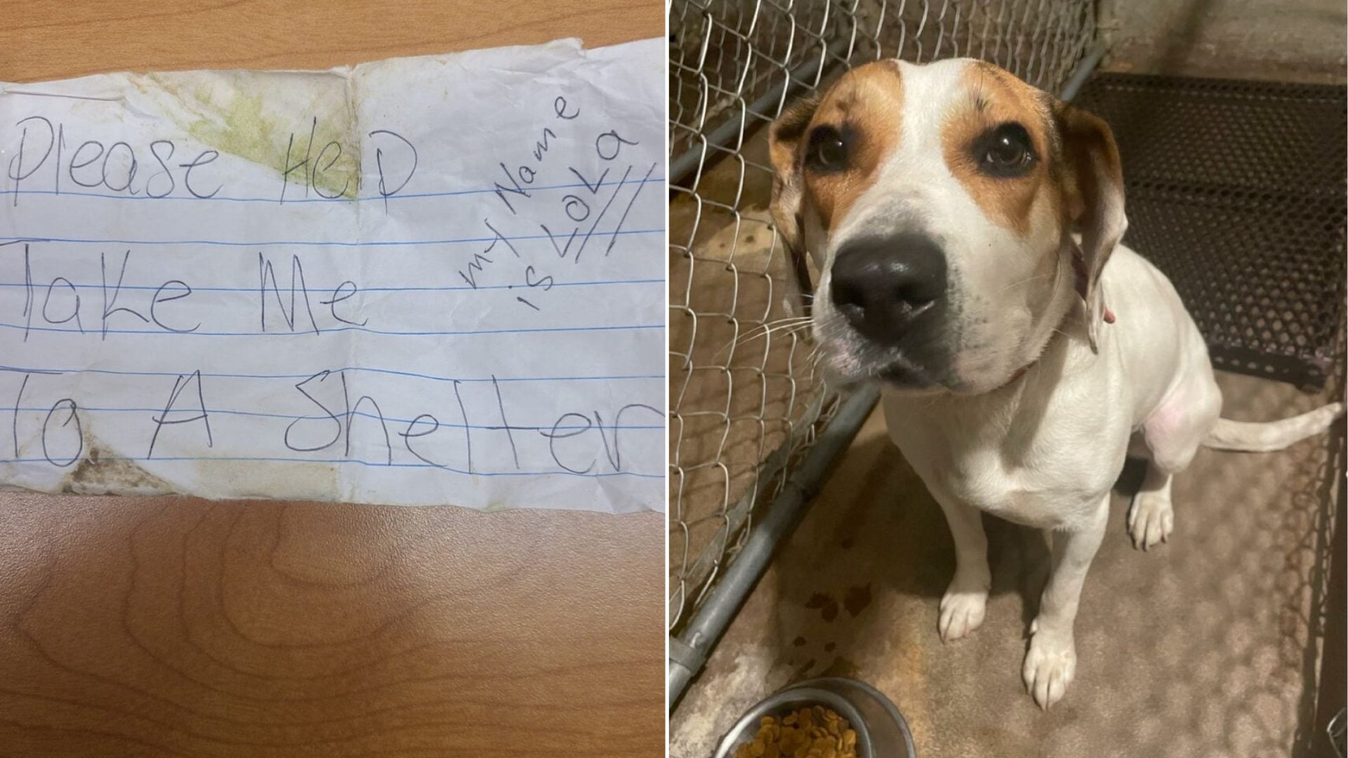 Stray Dog In Wisconsin Finds Safety After Leaving A ‘Please Help’ Note On Her Collar