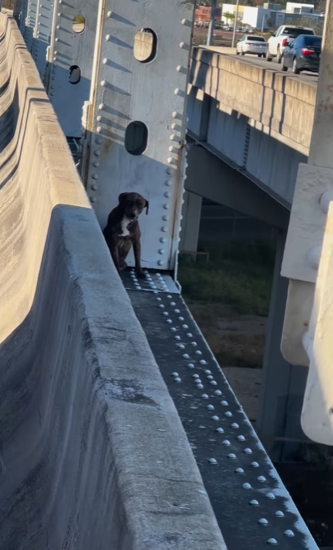 Stuck Pit Bull on bridge
