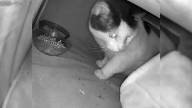 cat on camera