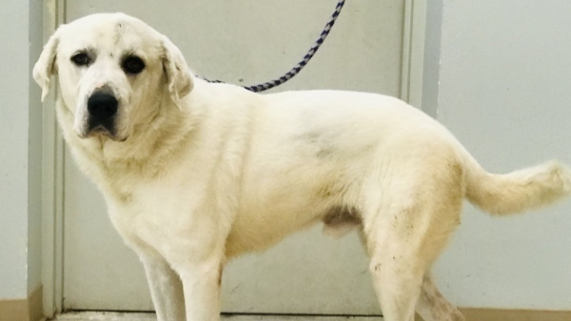 Sweet Pup In Missouri Waits Two Years For A Home