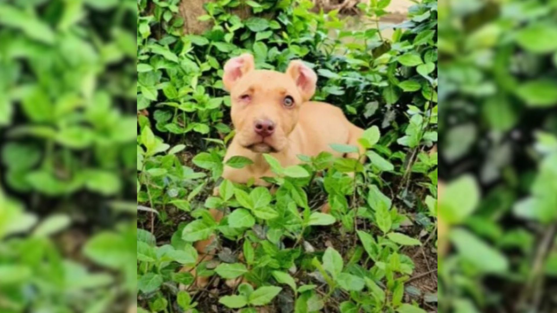 Tennessee Family Sees A Photo Of A Puppy And Realizes Their Hearts Will Never Be The Same