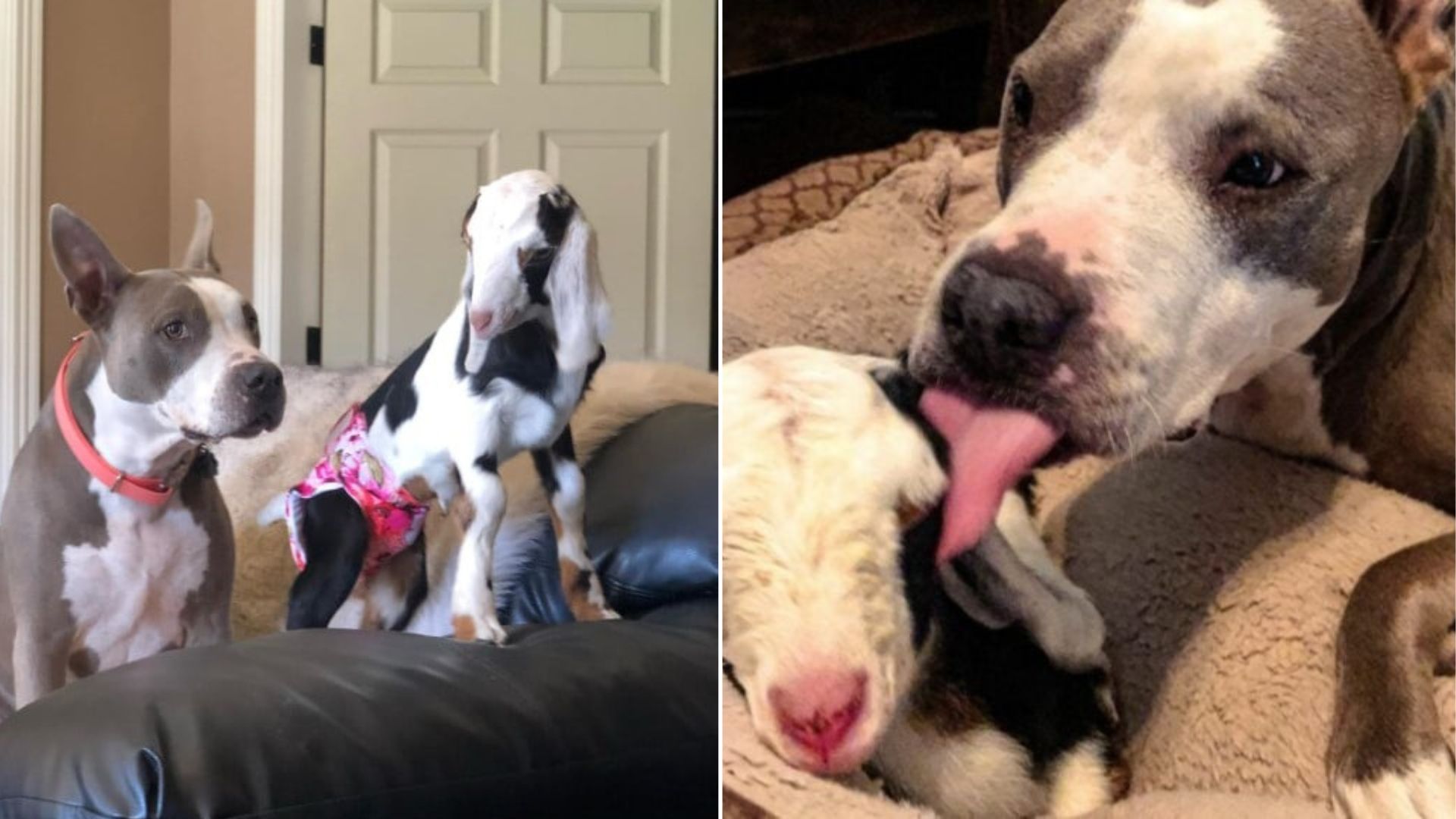 Tennessee Pup Welcomes A Goat Into The Family And Their Bond Becomes Unbreakable 