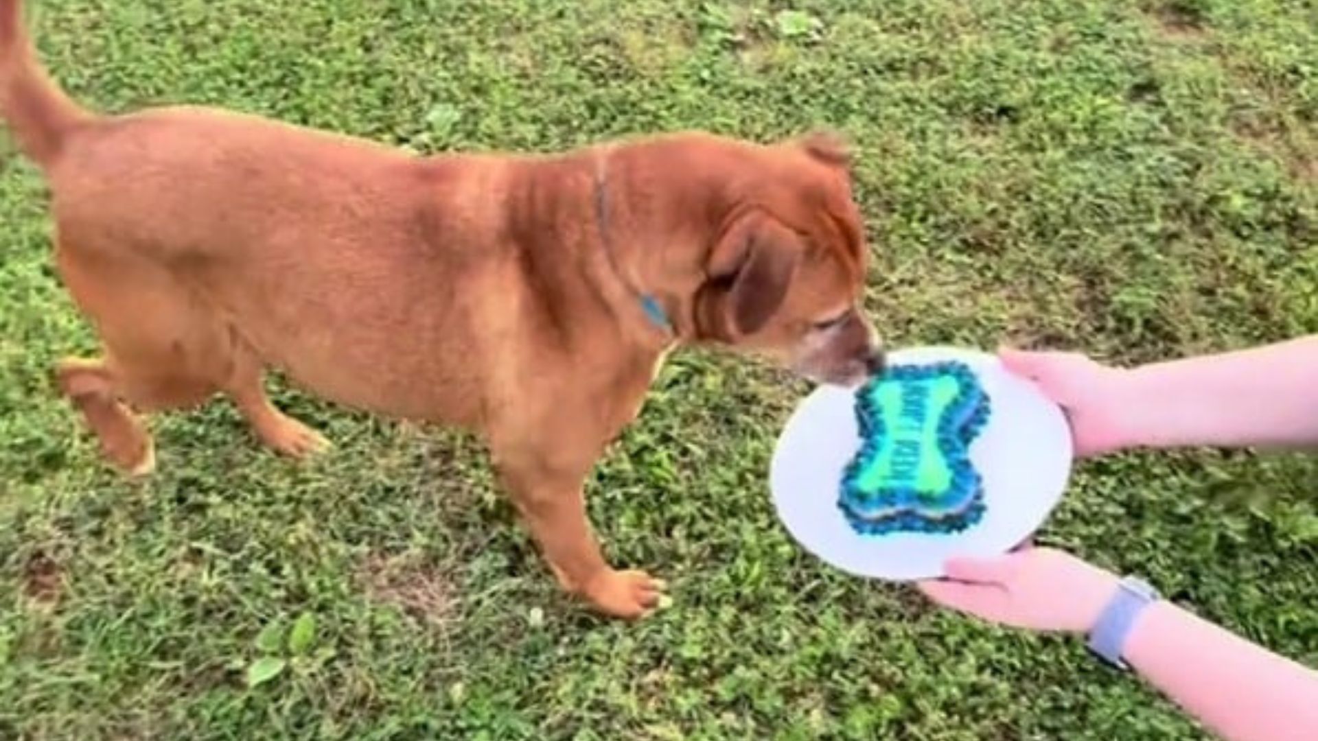 Tennessee Shelter Dog Celebrated A Birthday But His Only Wish Still Hasn’t Happened