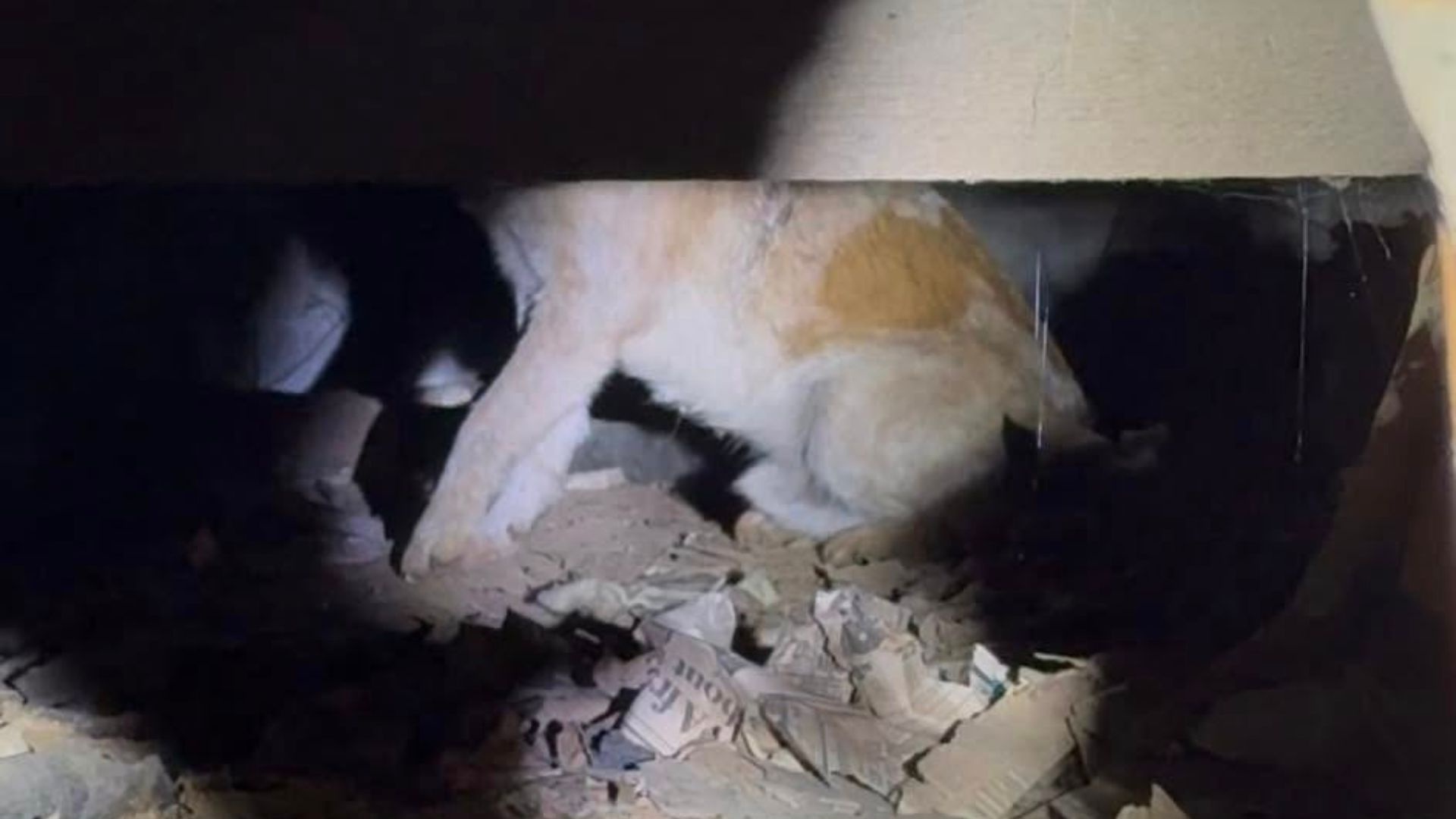 Terrified Dog Found Beneath A Mississippi