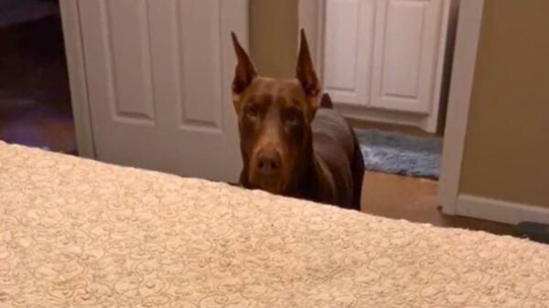 Texas Doberman’s Calm Reaction To A Toddler’s Princess Makeover Melts Hearts Everywhere