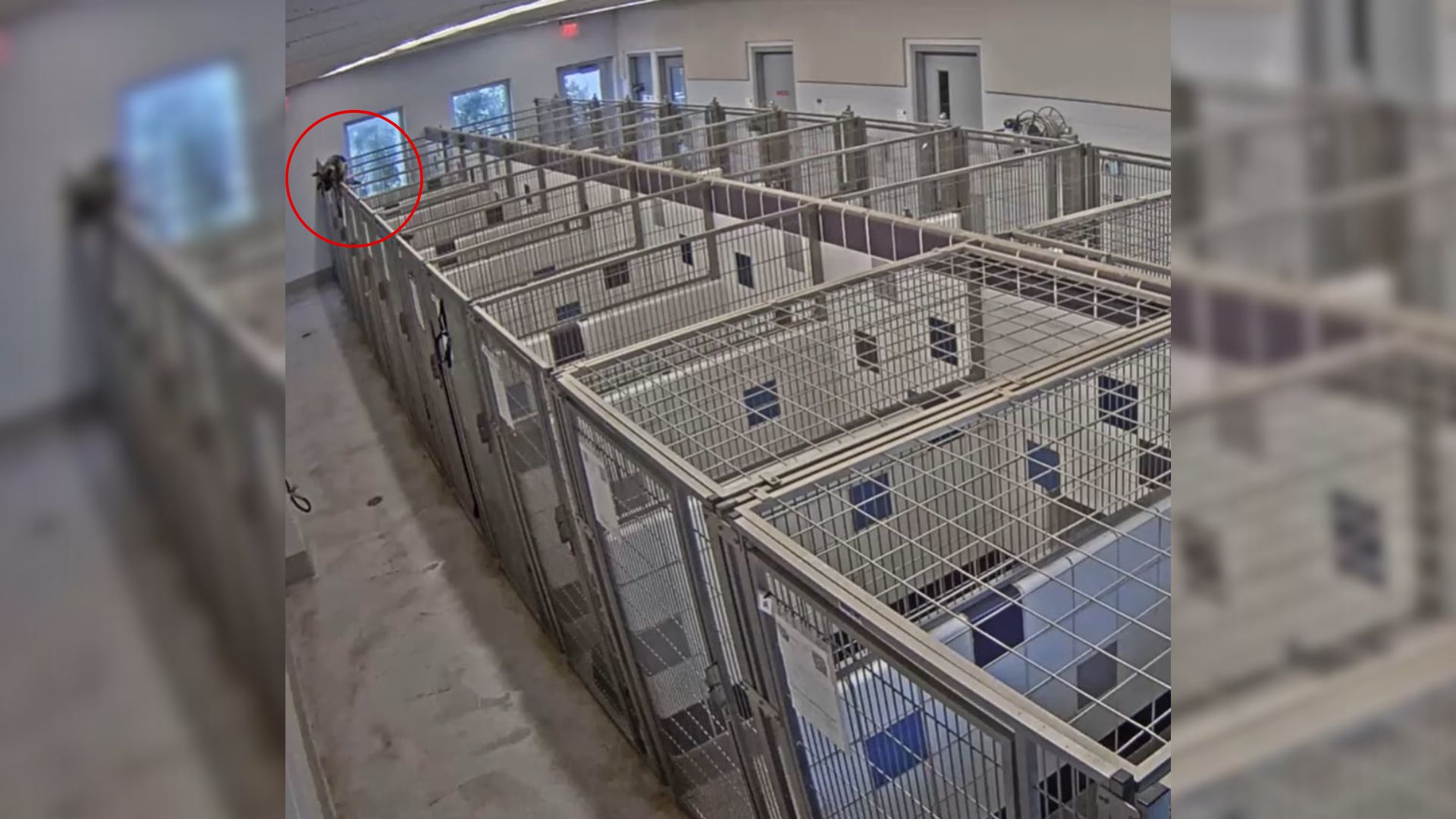 dog in shelter