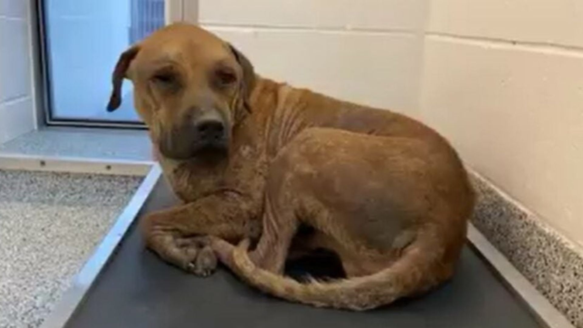 Texas Dog Shackled For Years Faces His Final Hours Before Compassion Changes Everything