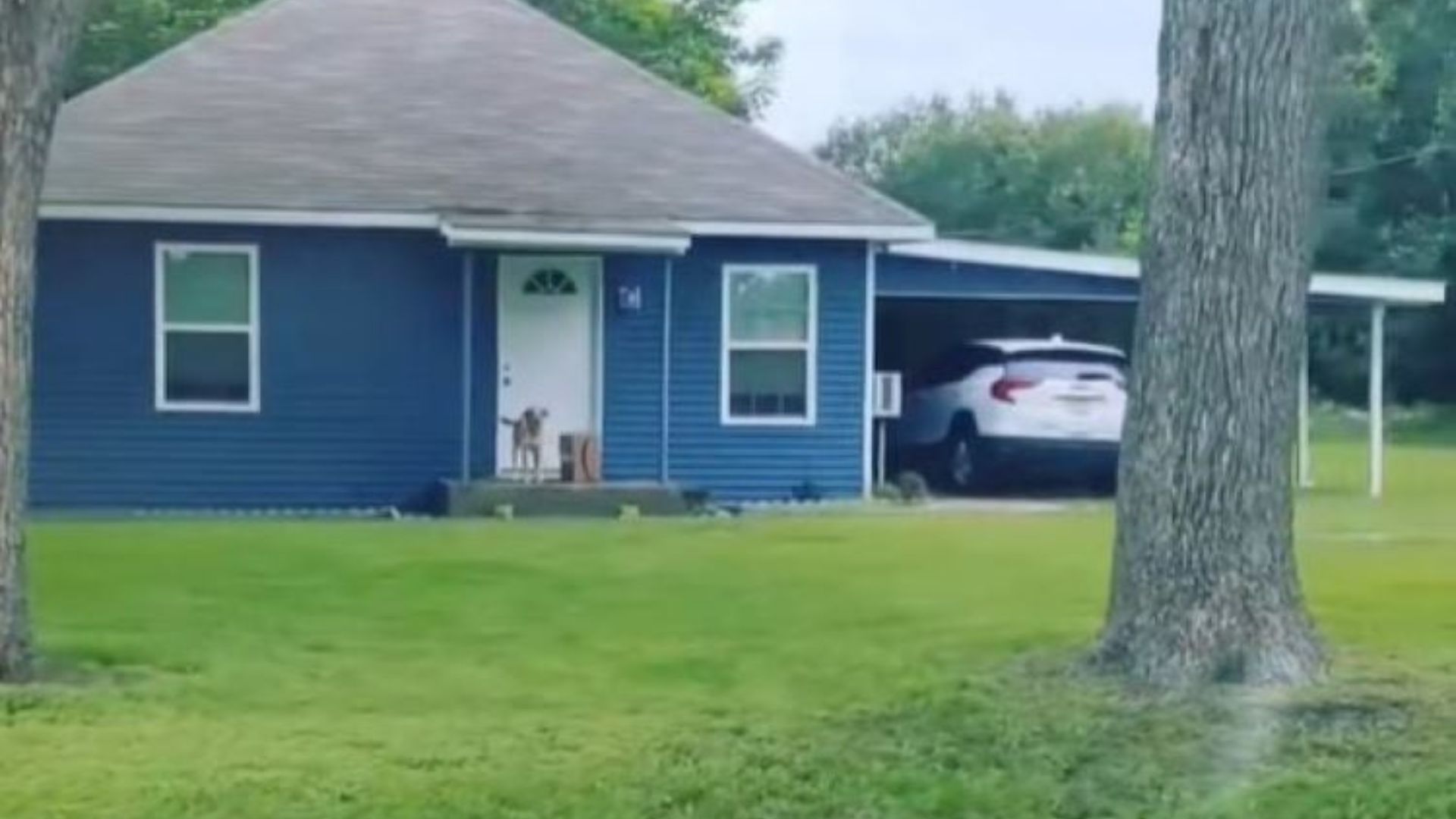 Texas Family Opens Their Door To A Stray And Finds The Universe Had More In Store