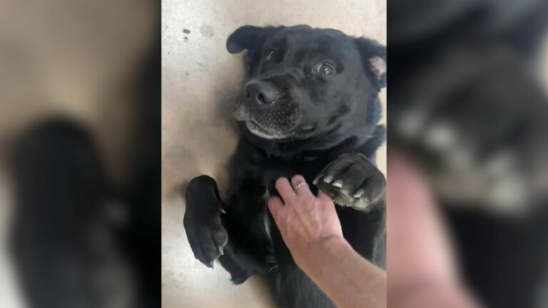 shelter dog