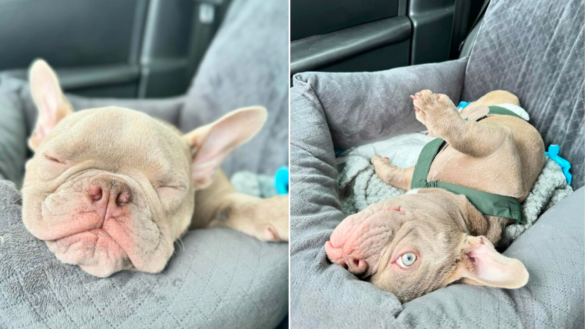 Texas Pup With Twisted Legs Meets The One Person Willing To Fight For His Future