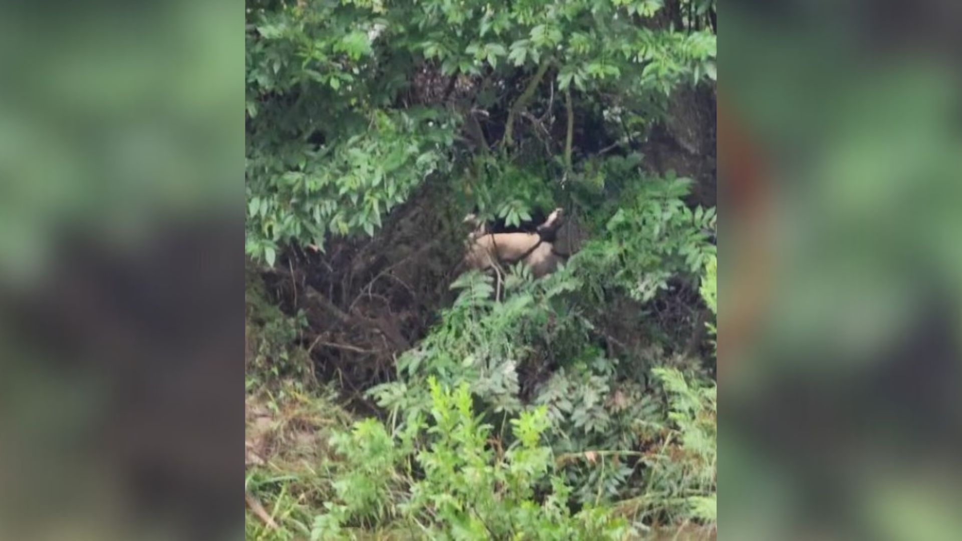 Texas Ranch Flood Turns Into A Nightmare When A Beloved Dog Disappears Without A Trace