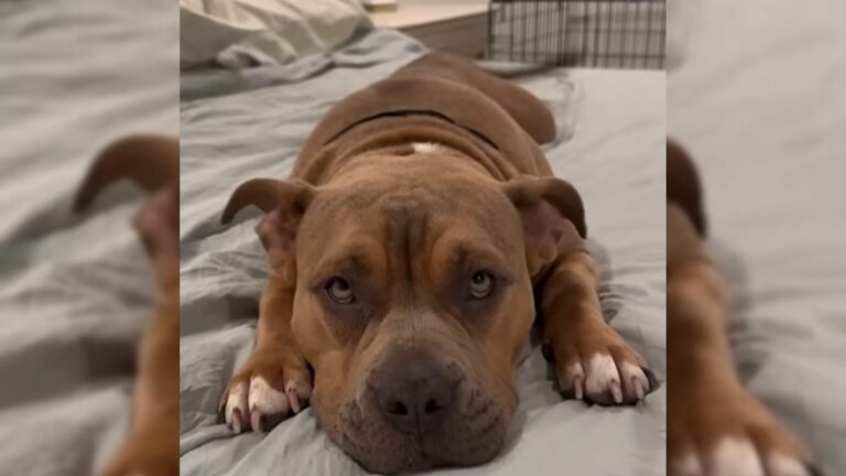 brown dog laying down
