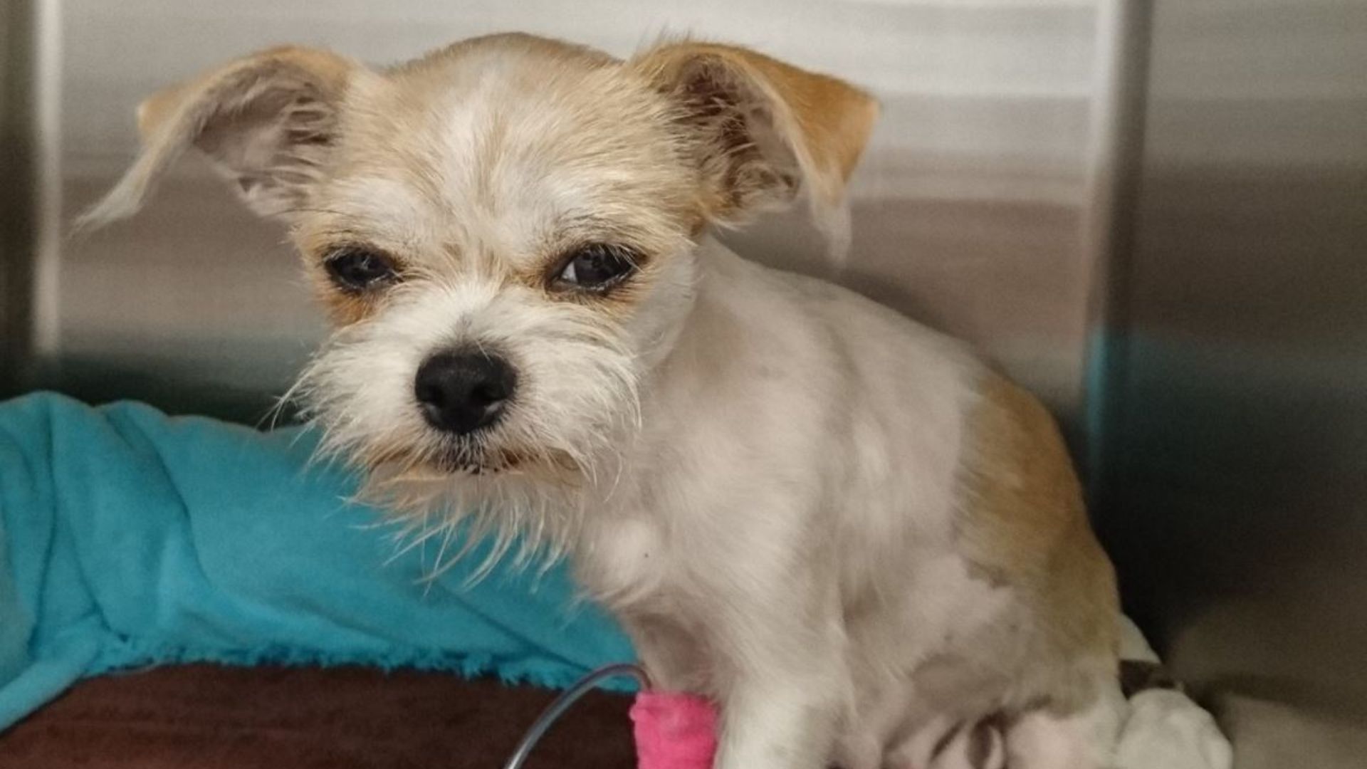 Texas Rescue Finds Abandoned Pup With A Heartfelt Surprise That Changed Everything