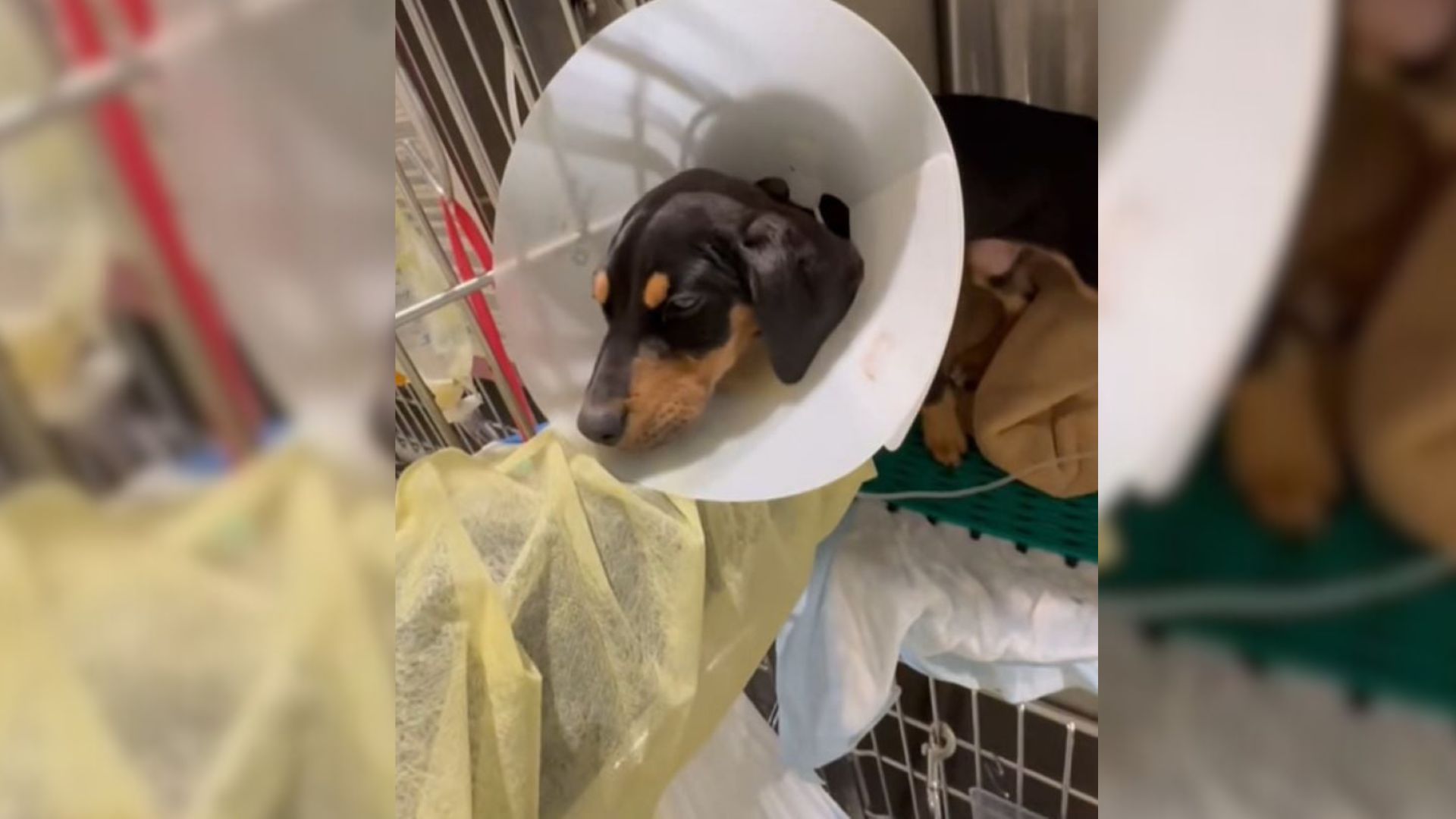 Texas Rescuer Brings A Blind Pup To Safety And Learns What Was Really Behind Her Suffering