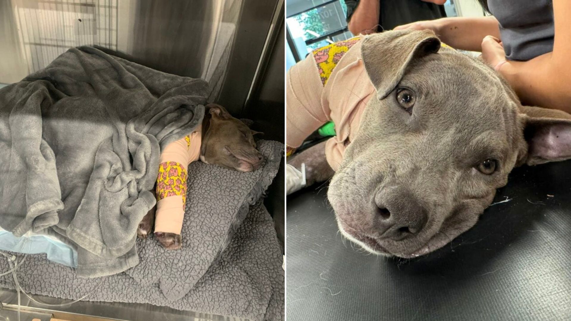 Texas Rescuers Witness A Pup&rsquo;s Incredible Willpower