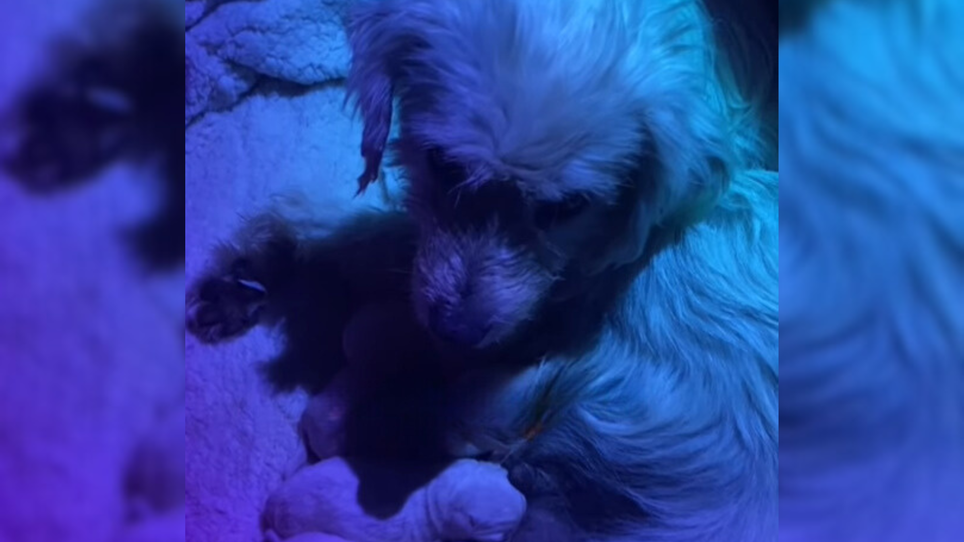 Texas Stray Approaches A Rescuer And Leaves Her Speechless With An Unexpected Twist