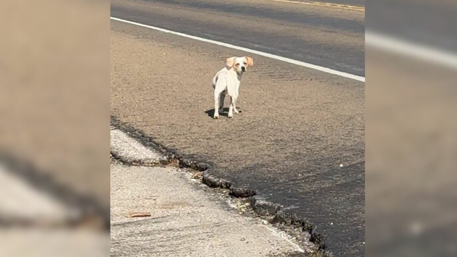 dog on road
