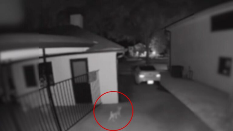 animal in yard