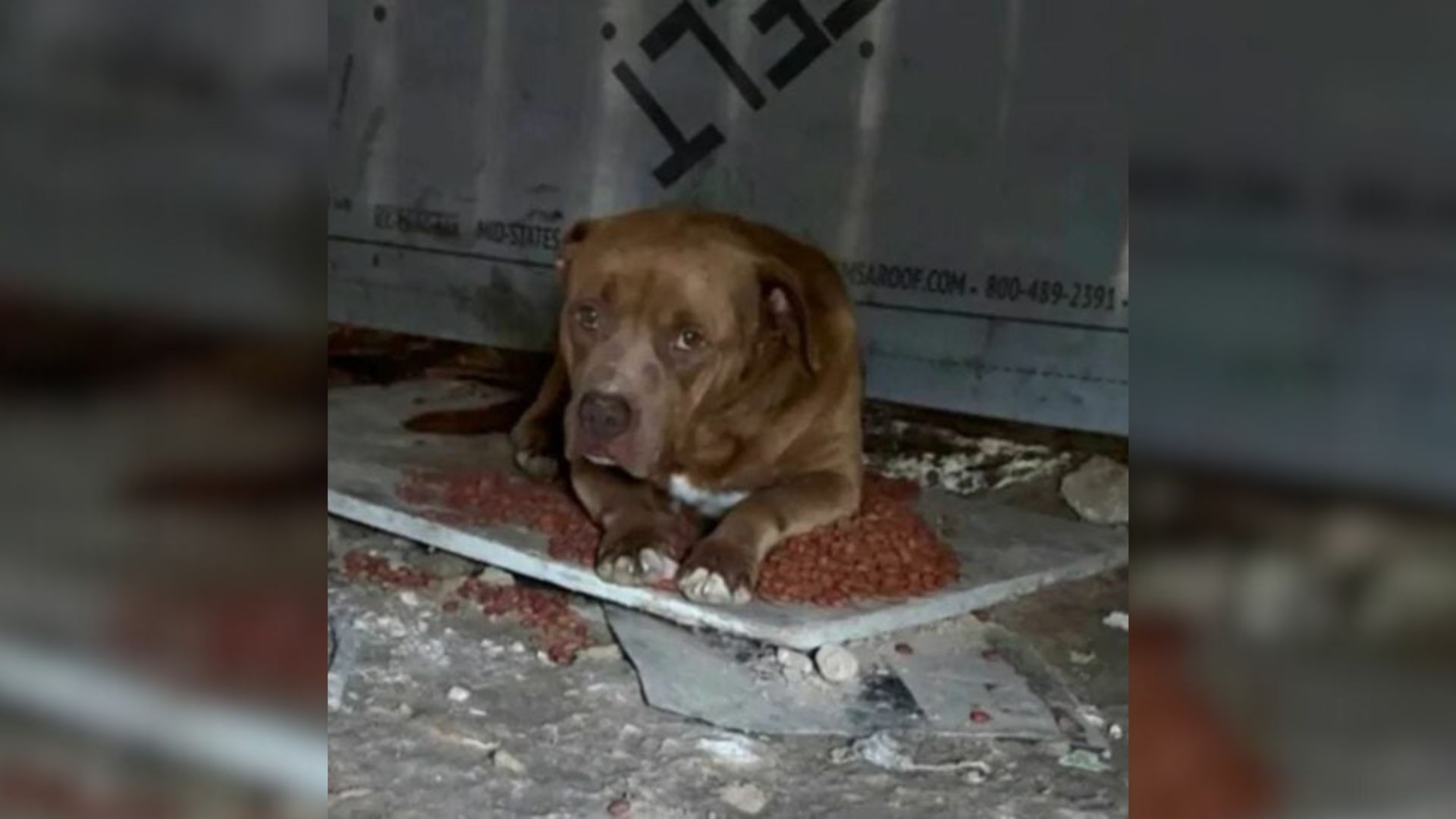 Texas Woman Notices A Dog Waiting Alone And Realizes What’s Happening Behind The Fence