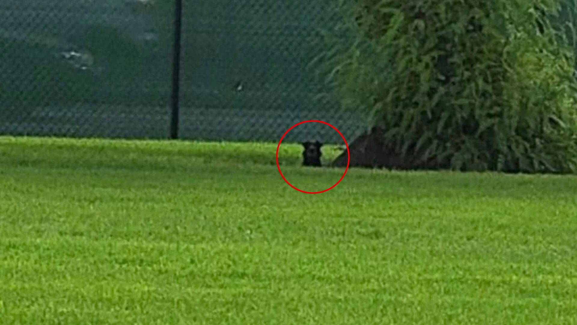 black dog laying down