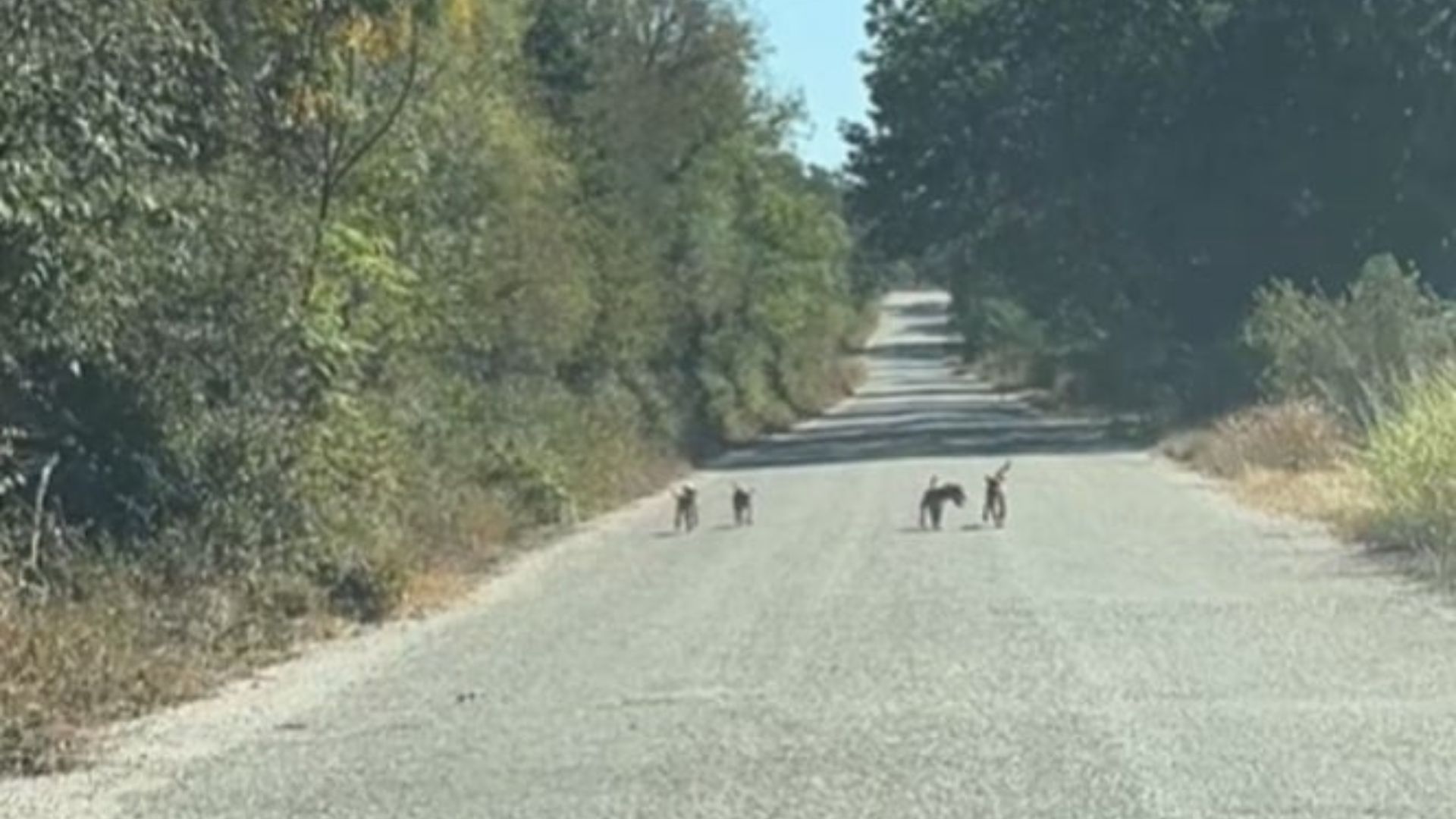 animals on road