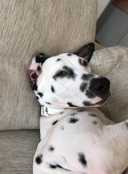 The Great Dane is lying on the couch