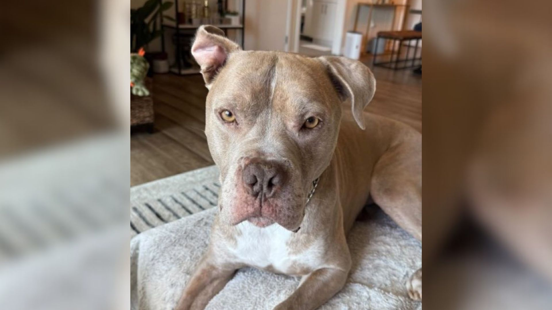 The Pup Who Was Rescued From A Desert, Tied And Alone, Is Now Living His Best Life In California