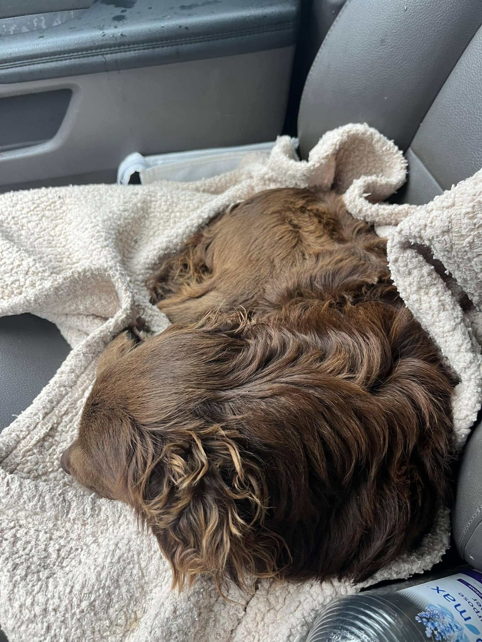 The brown dog is sleeping on top of the children in the car