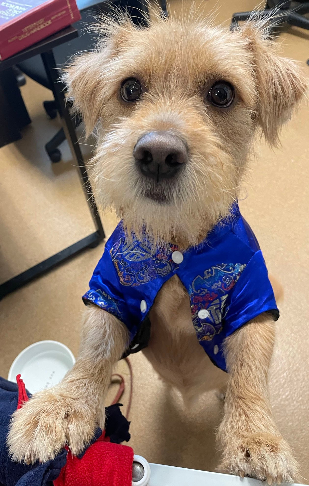 The cute puppy stood up on its hind legs