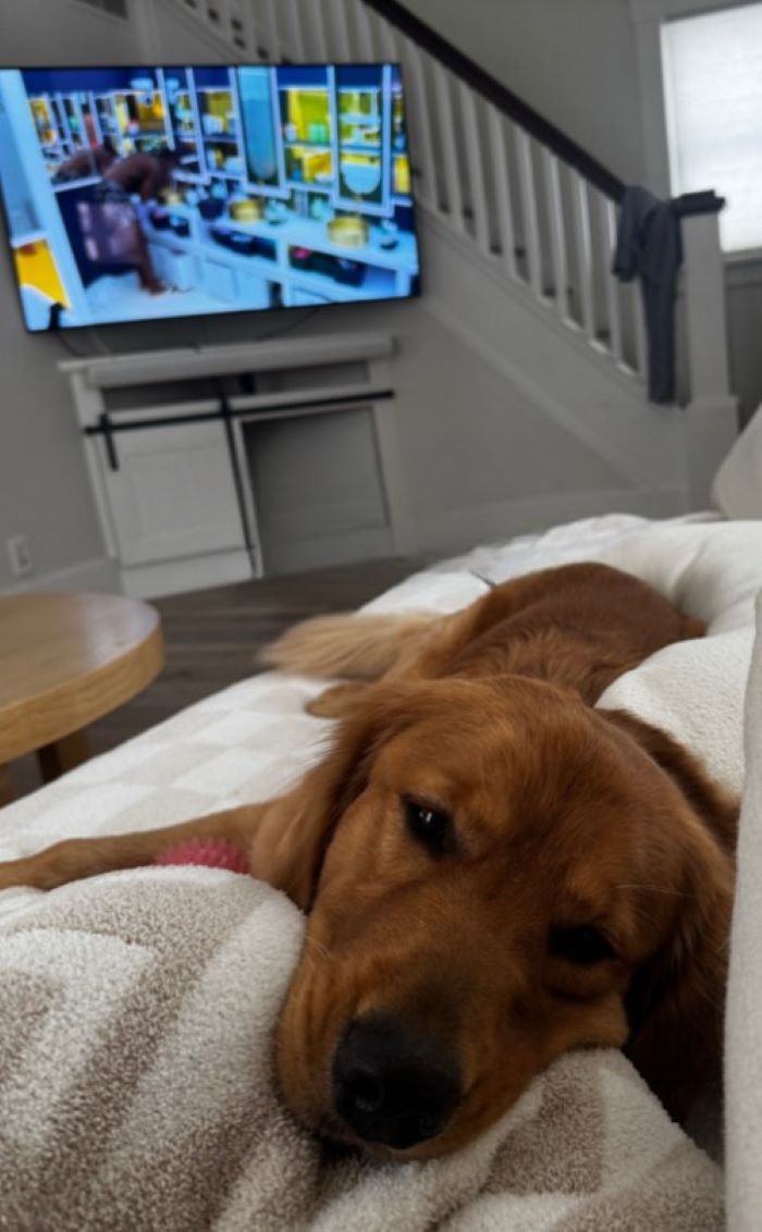 The dog almost fell asleep on the couch