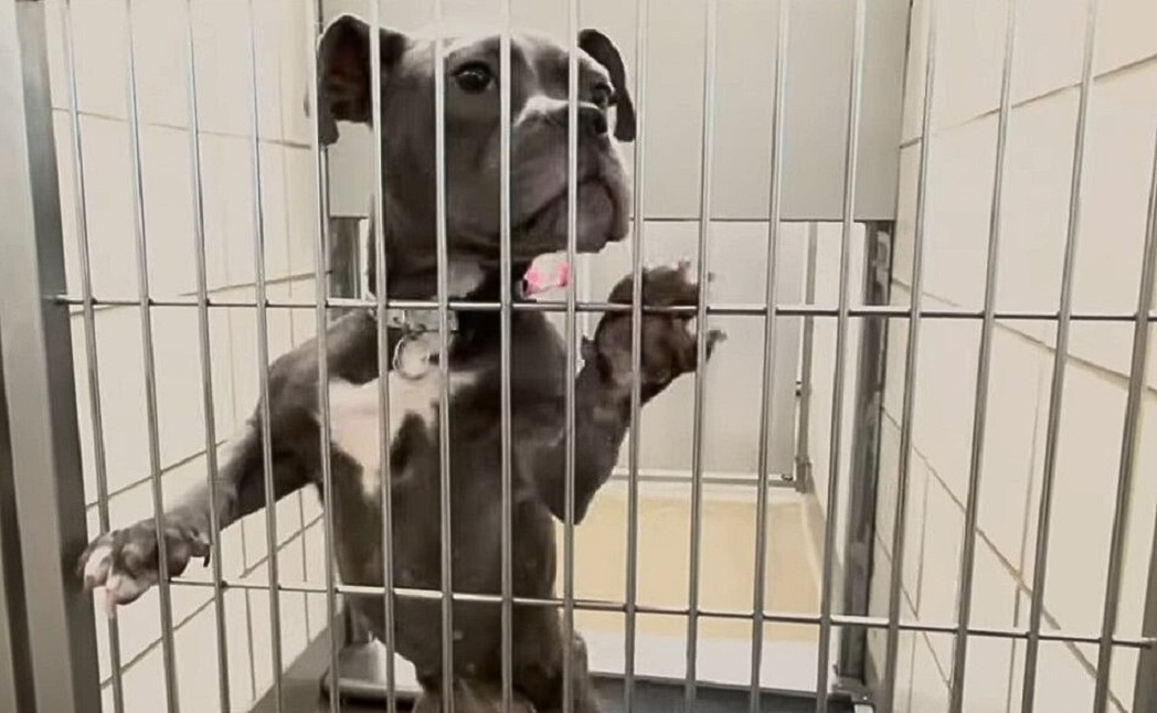 The dog climbed the fence at the shelter